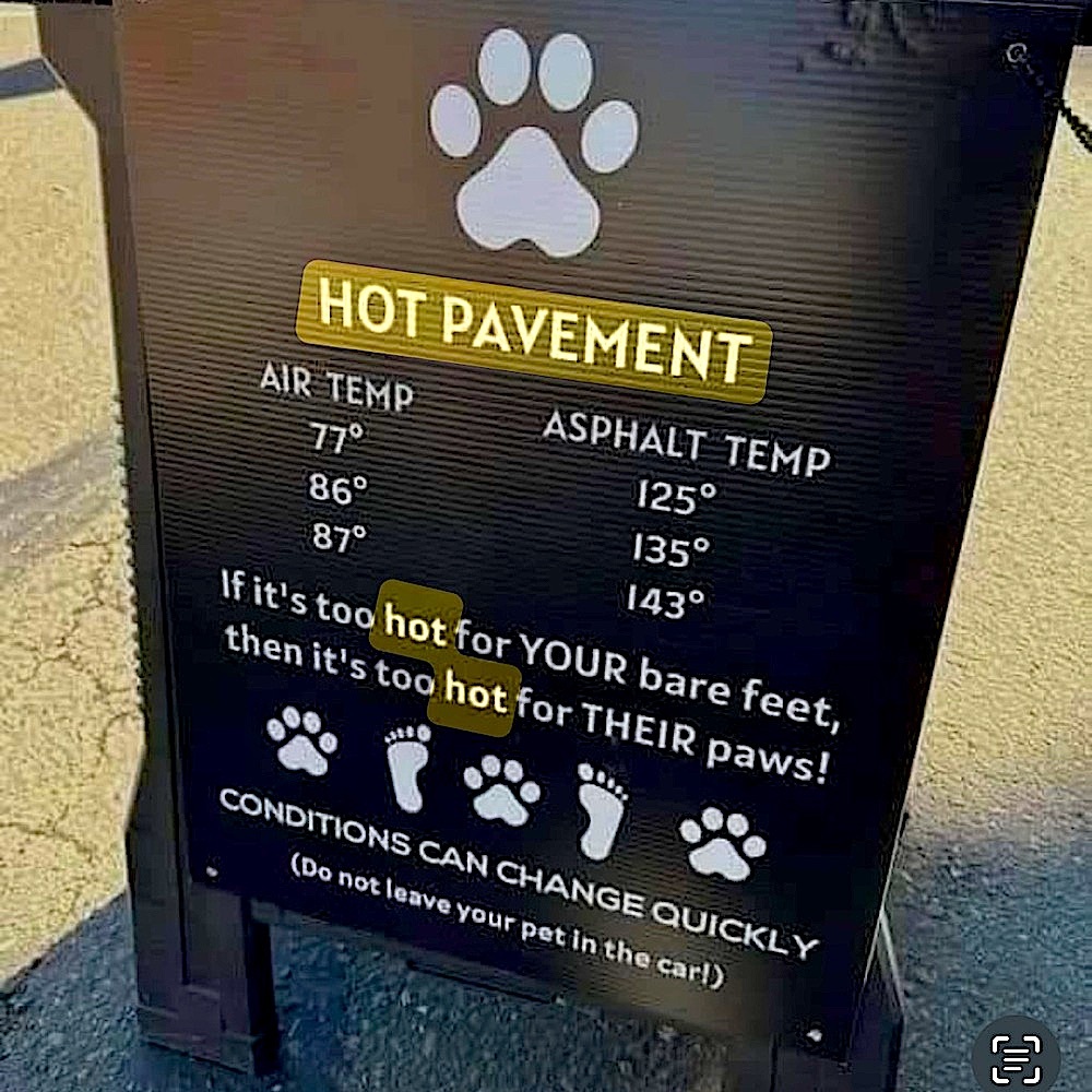 🐾 HOT PAVEMENT CAUSES PAD BURNS 🐕☀️